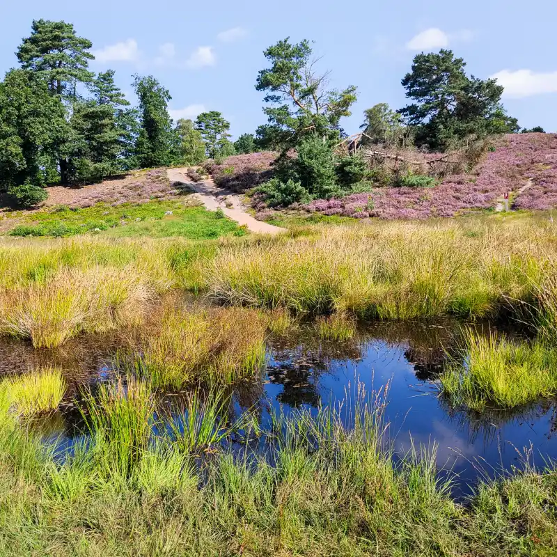 Blühende Heide und schattige Wälder an der Heideschleife Büsenbachtal