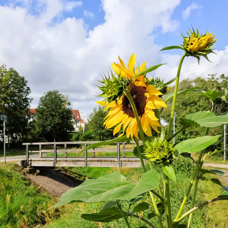 Sonnenblume am Bullengraben