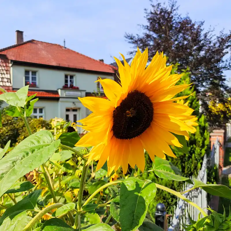 Sonnenblume in Fürstenberg