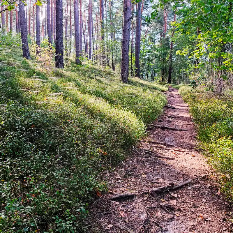 Waldweg am Grubensee