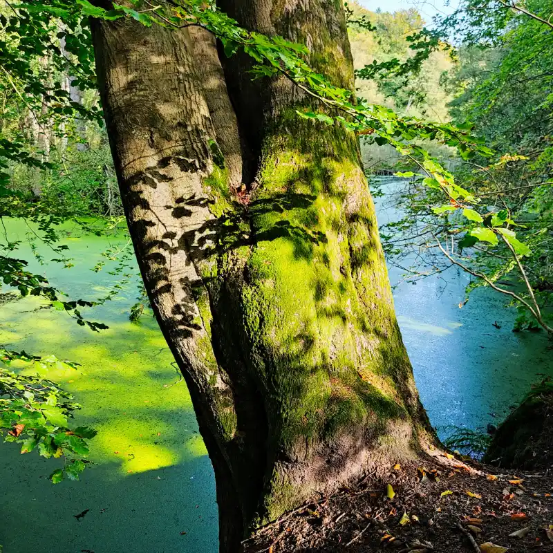 Durch das wilde und waldreiche Billetal vor den Toren Hamburgs