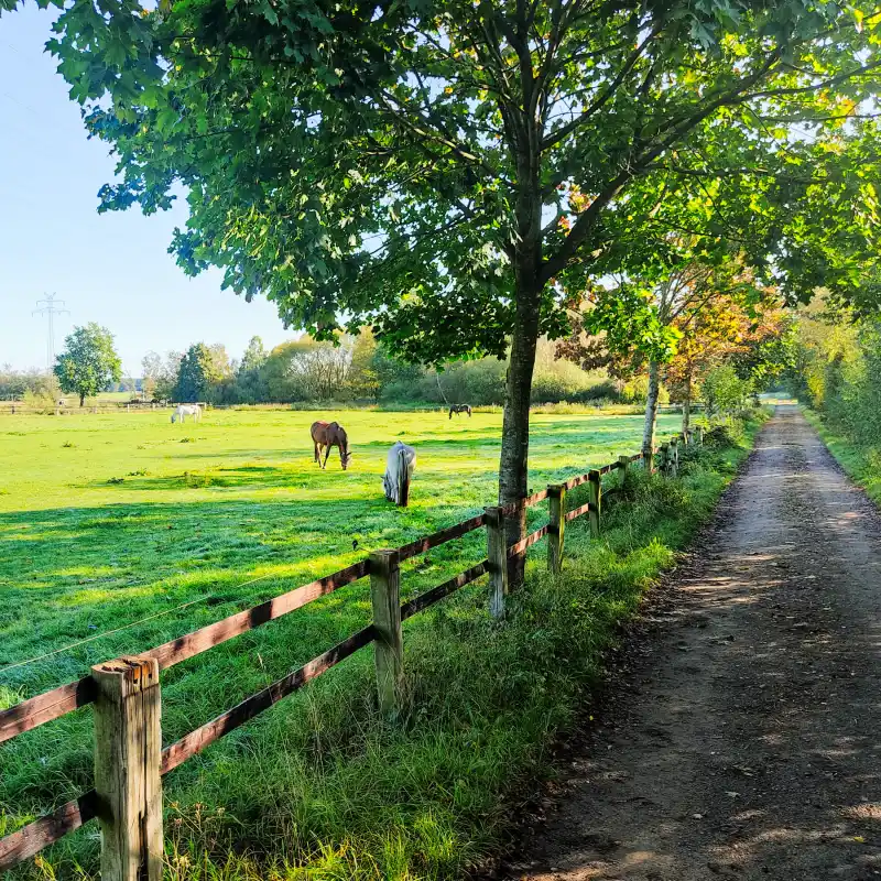 Weiden in der Oberalsterniederung