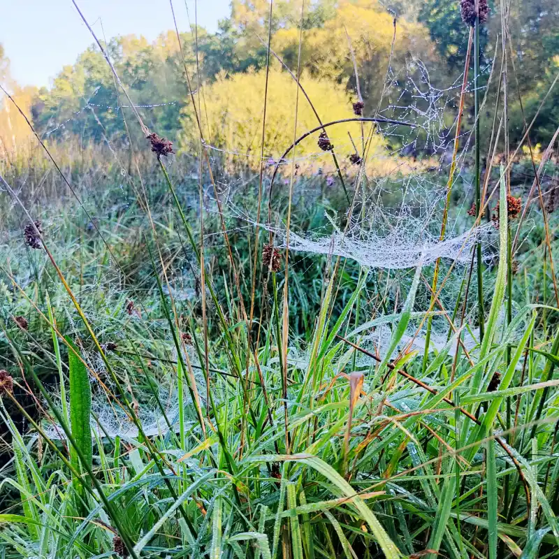 Spinnennetze mit Morgentau