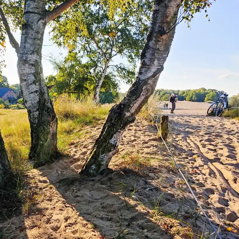 Birken an der Boberger Düne