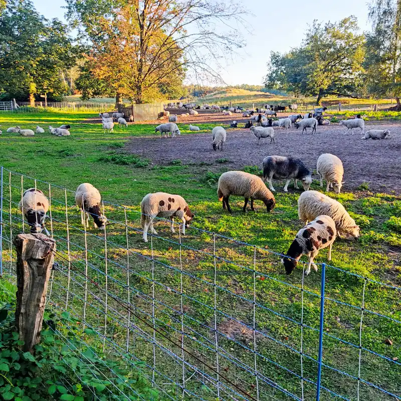 Schafe am Waldrand