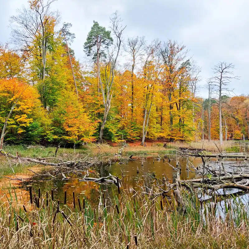 Carpiner Schleife zu den Buchenwäldern im Müritz-Nationalpark und um den Schlesersee