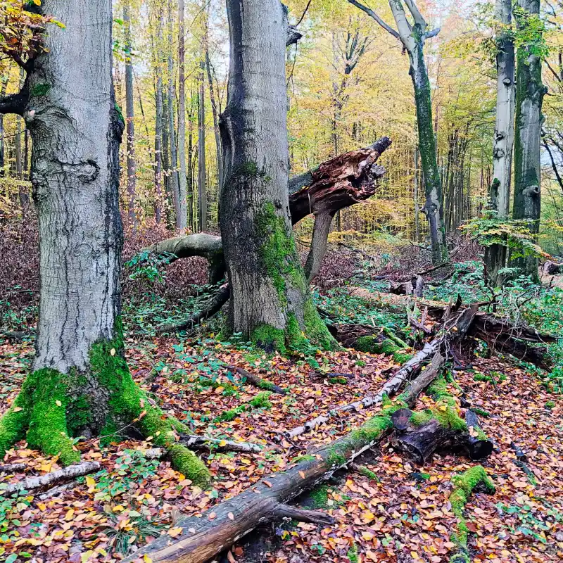 Alte Baumriesen