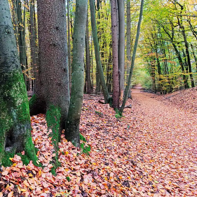 Weg durch den Buchenwald