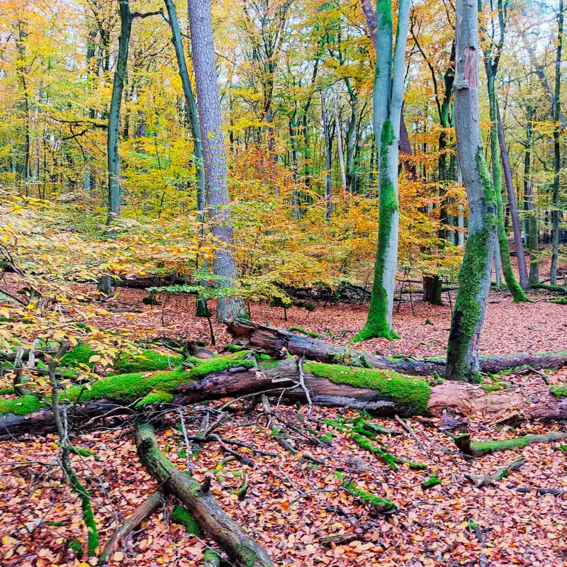 Herbstlicher Buchenwald