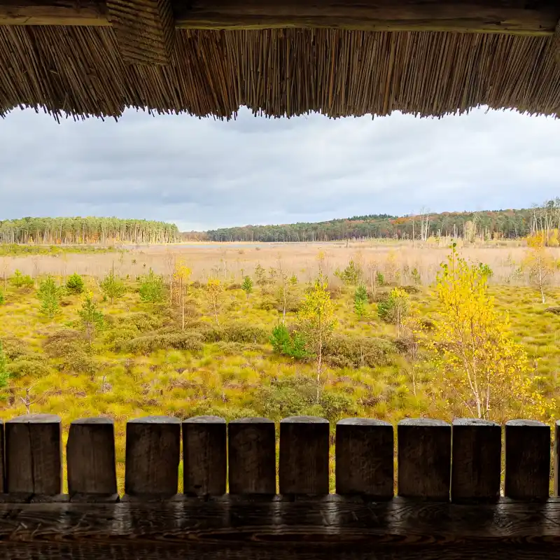 Moor am Großen Serrahnsee