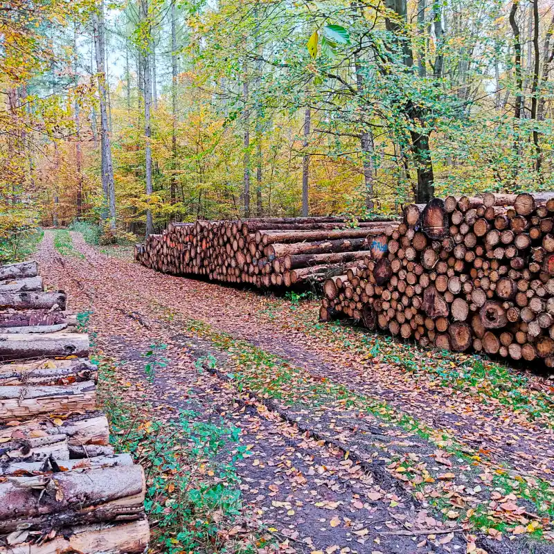 Holzpolter im Nutzwald