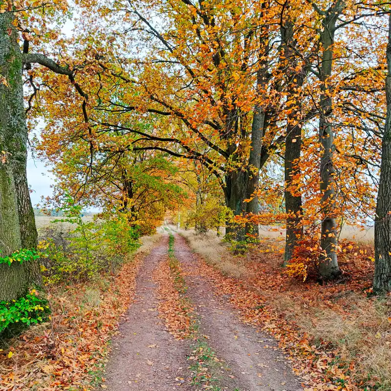 Allee zum Schlesersee