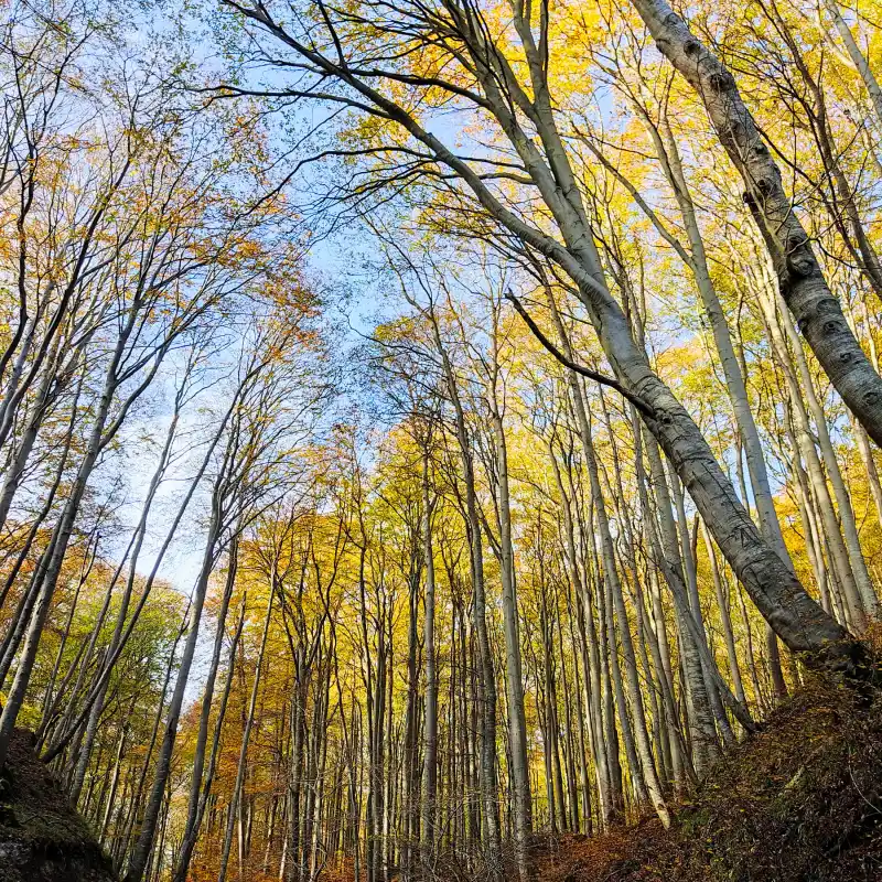 Herbstlicher Buchenwald