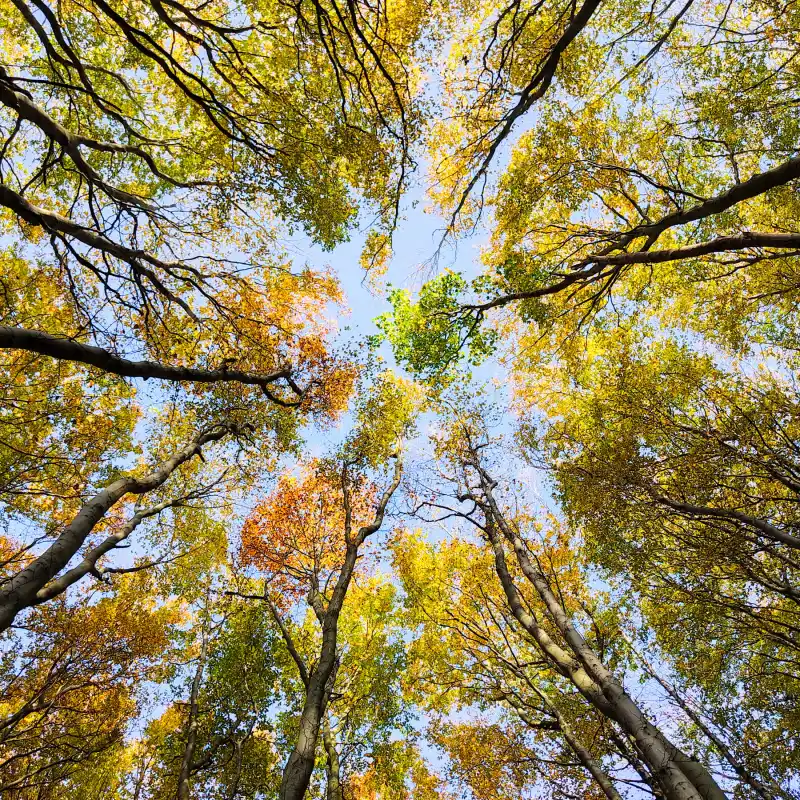 Herbstlicher Buchenwald