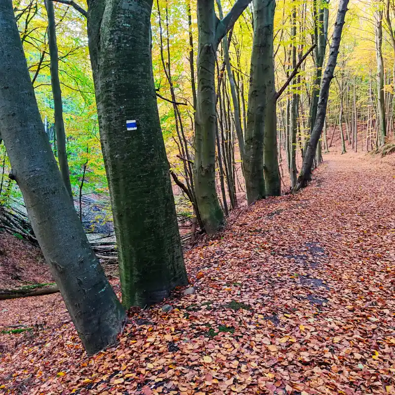 Herbstlicher Buchenwald