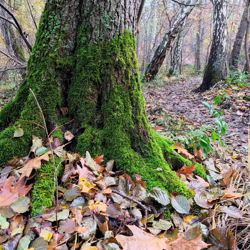 Bruchwald an der Krummen Laake