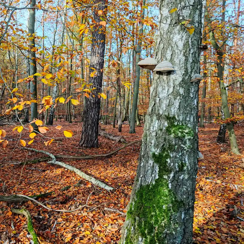 Herbstlicher Wald