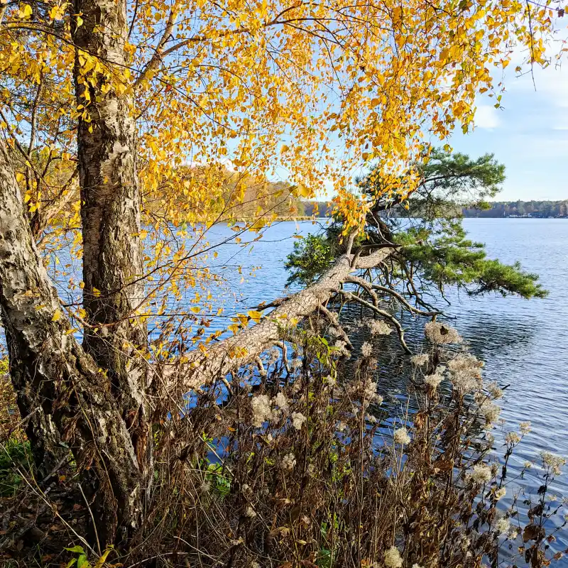 Herbstrunde durch den Köpenicker Forst zur Krummen Laake und entlang des Seddinsees