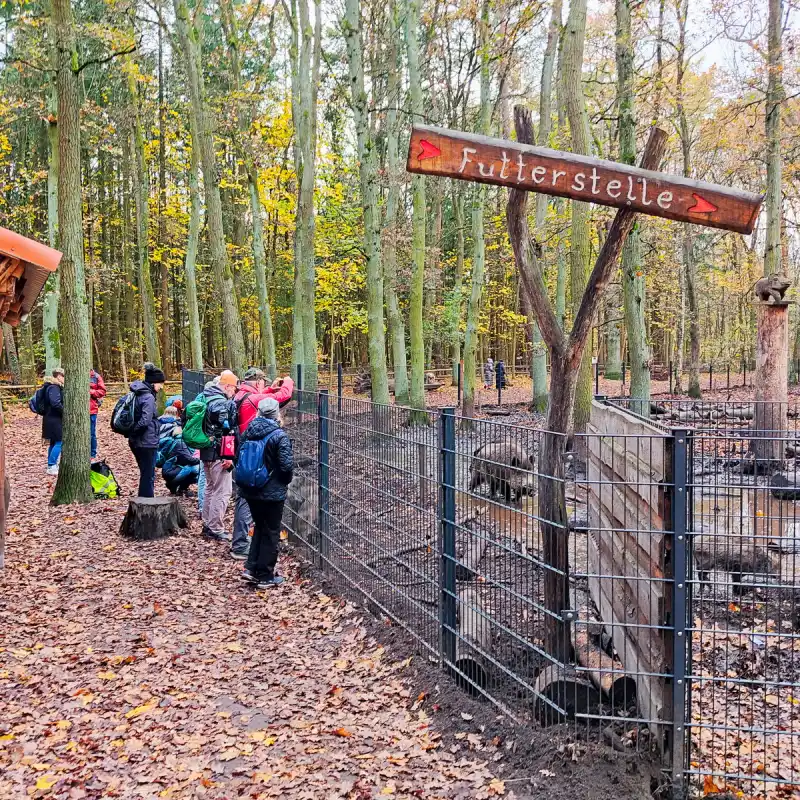 Wildschweingehege am Johannesstift