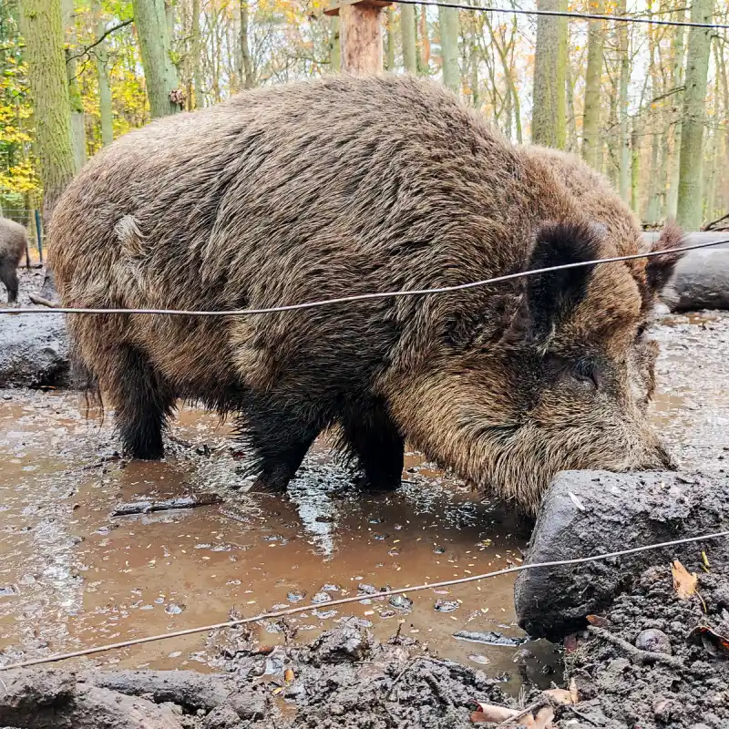 Wildschwein ganz nah