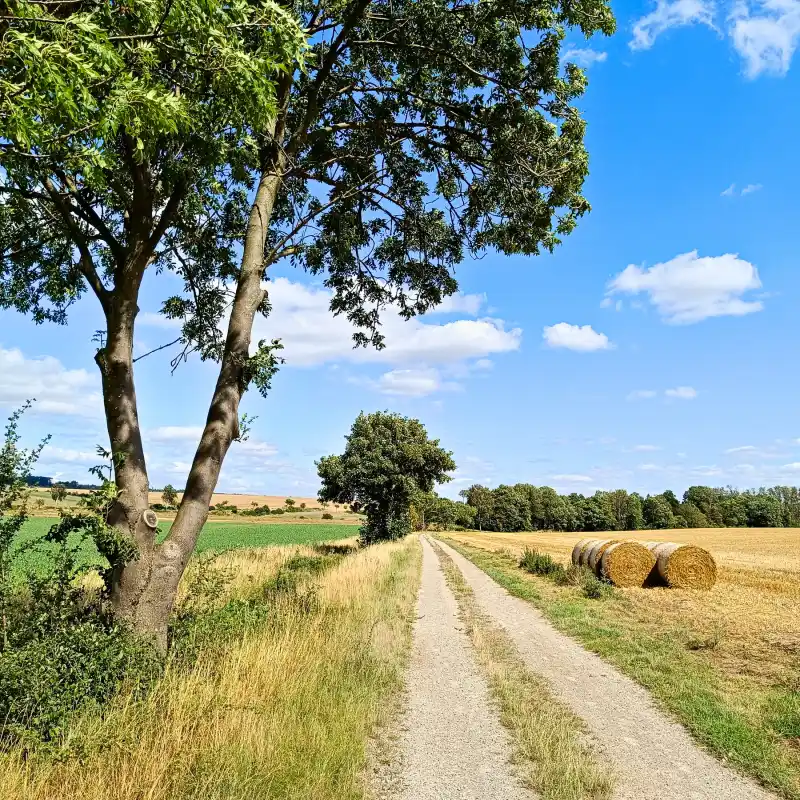 Feldweg nach Kneitlingen
