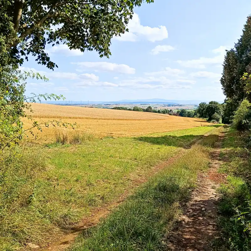 Blick vom Elm auf den Harz