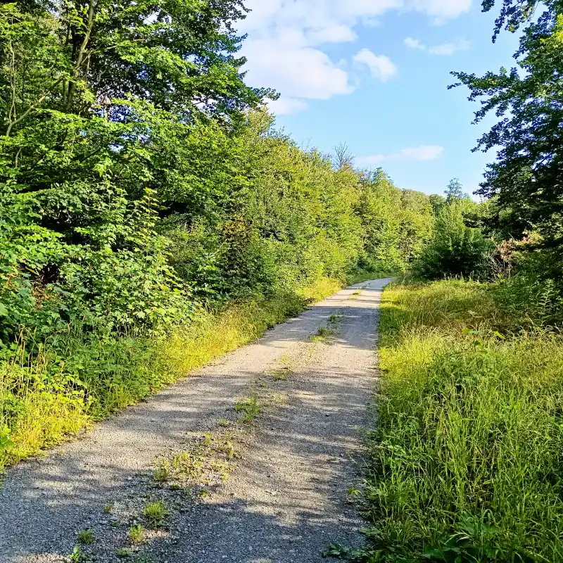 Waldweg im Elm