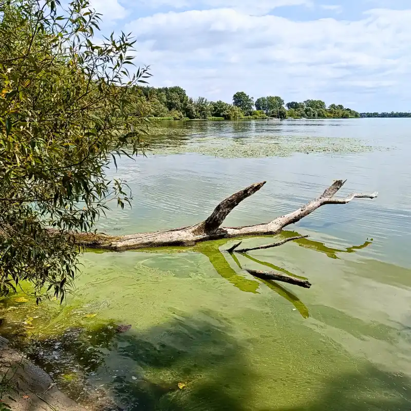 Blaualgen in der Havel