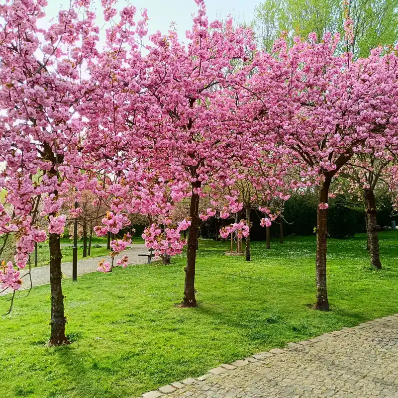 O-Hanami in Berlin: Durch das Wuhletal zur Kirschblüte in den Gärten der Welt