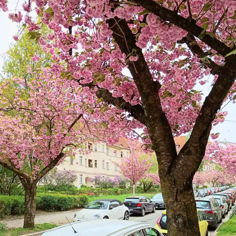 O-Hanami in Berlin: Kirschblüten zwischen dem Volkspark Wilmersdorf und dem Naturpark Schöneberger Südgelände