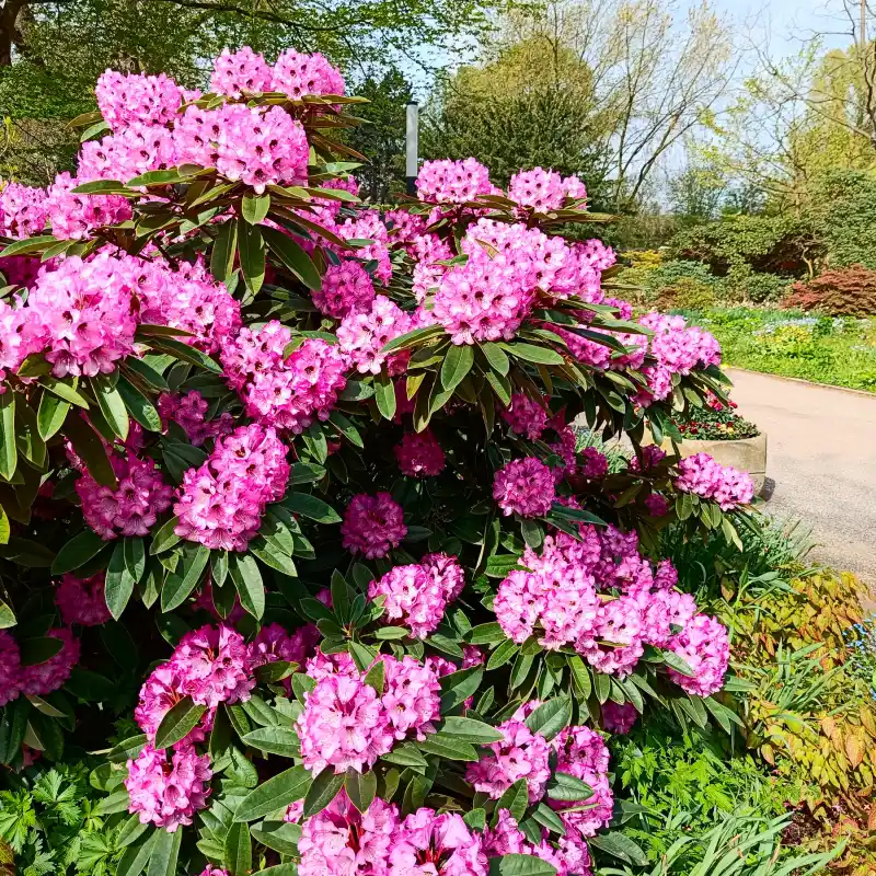 Rhododendron in Planten un Blomen