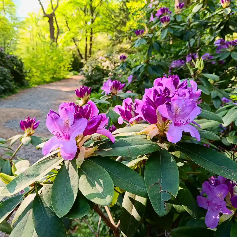 Rhododendron im Tiergarten