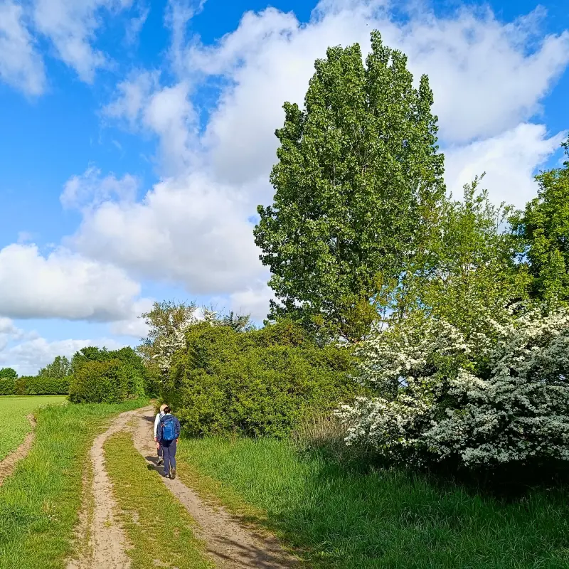 Feldweg bei Wernitz