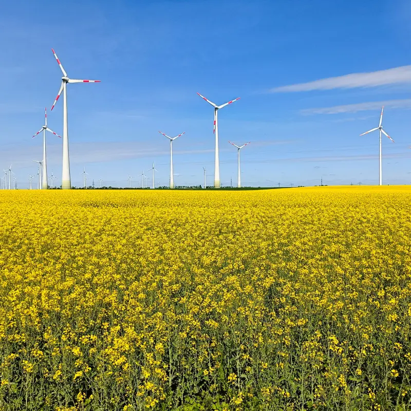 Rapsfeld mit Windrädern