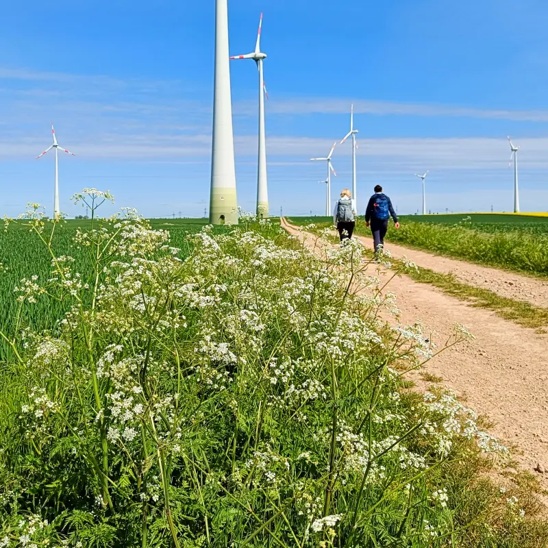 Windräder bei Markee