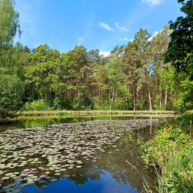 Reichhelms-Teich