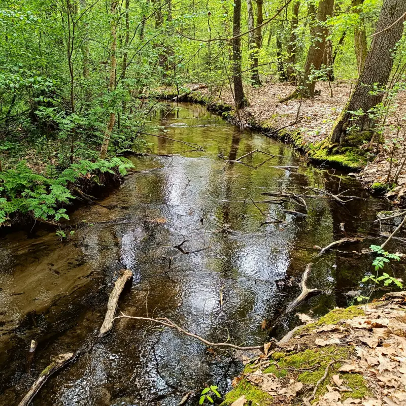 Nieplitz