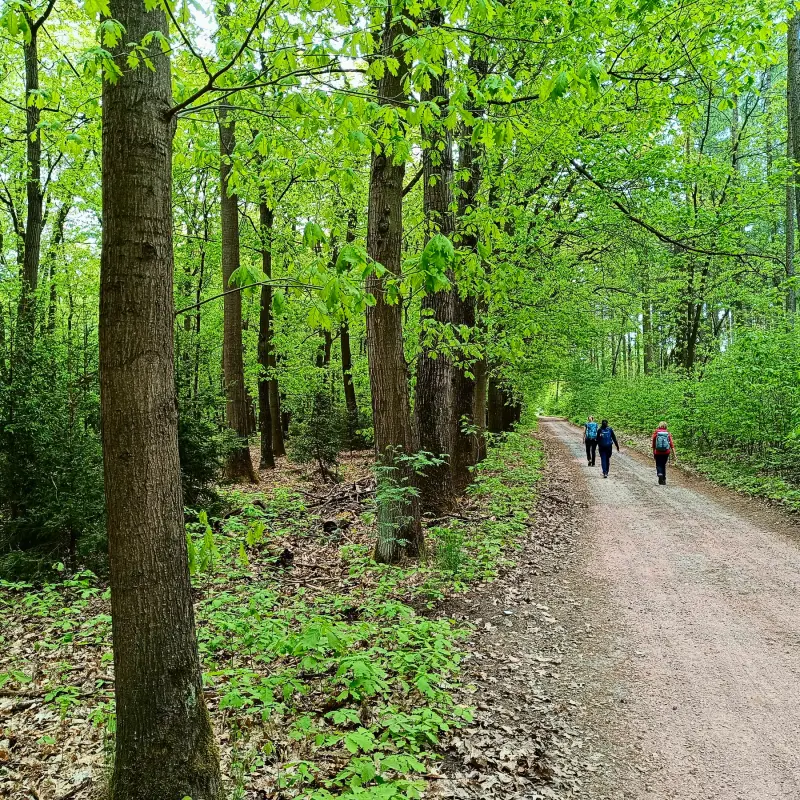 Waldweg