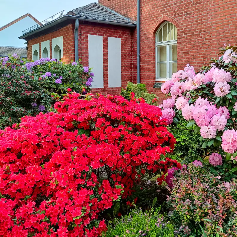 Rhododendren auf dem Luther-Friedhof