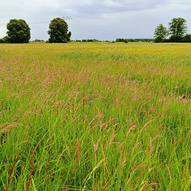 Salzwiesen bei Storkow