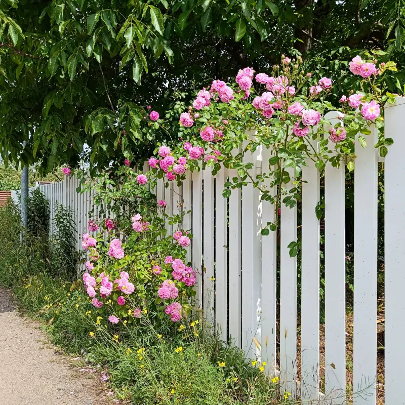 Rosen in Blankenburg