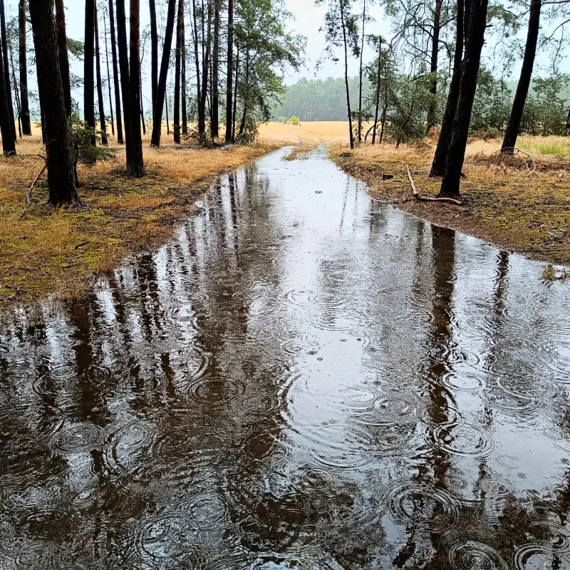 Überfluteter Waldweg
