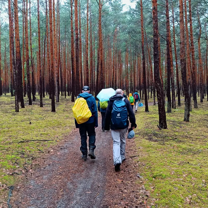 Kiefernwald bei Klein Köris