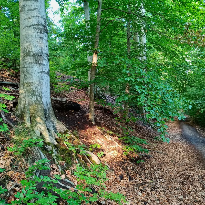 Uferweg am Griebnitzsee