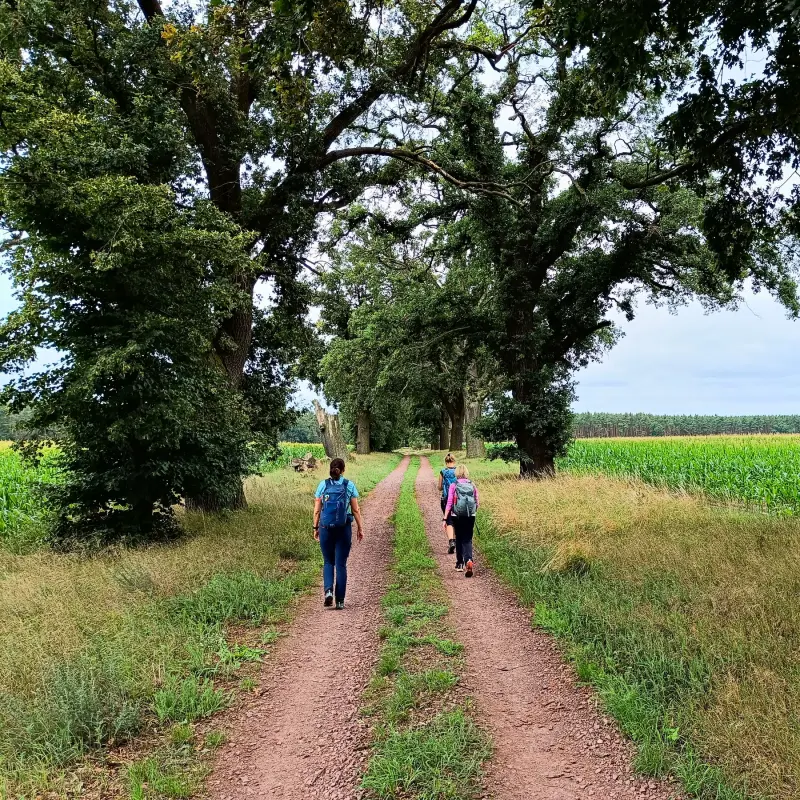 Allee zwischen Maisfeldern