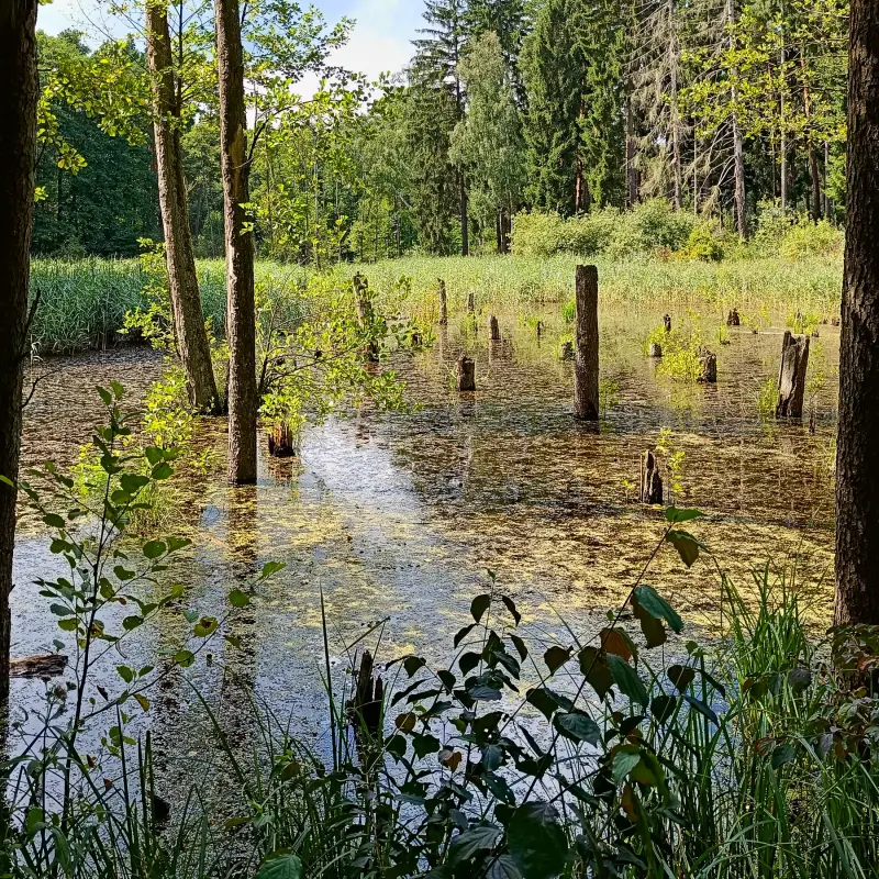 Waldsee