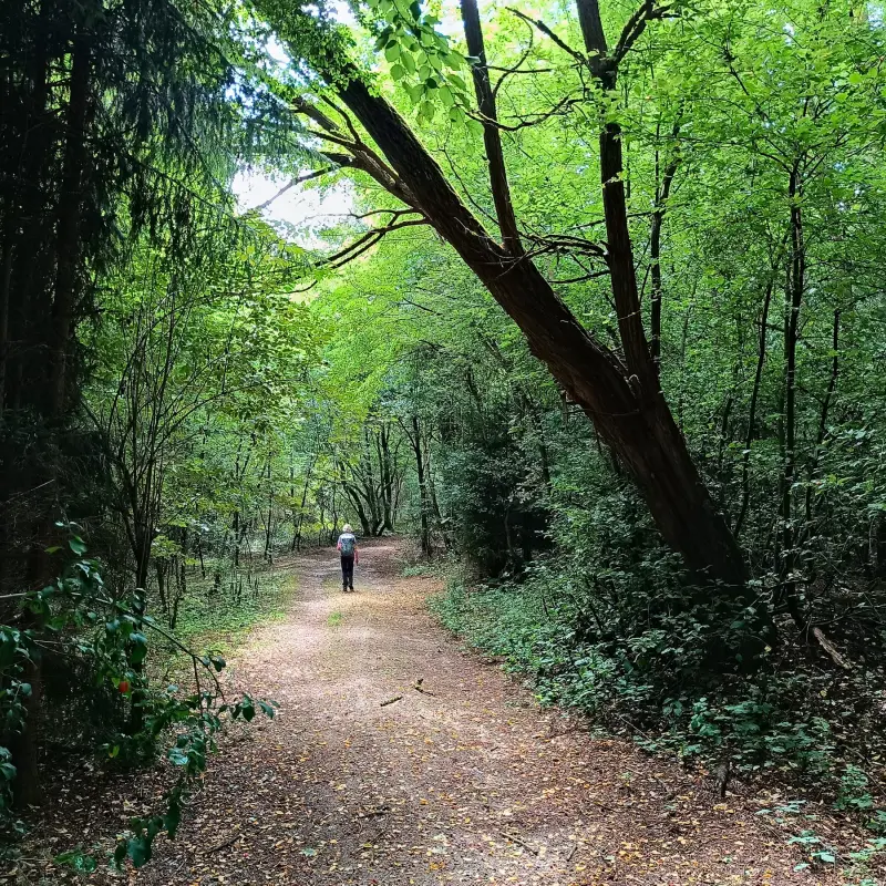 Waldweg