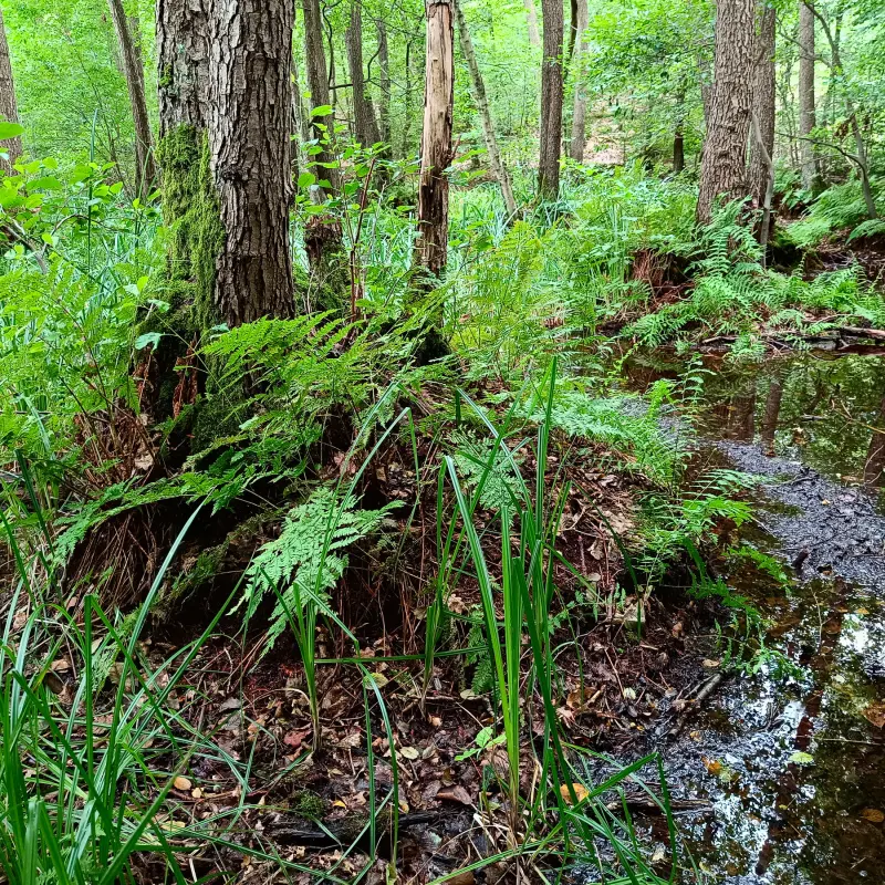 Bruchwald