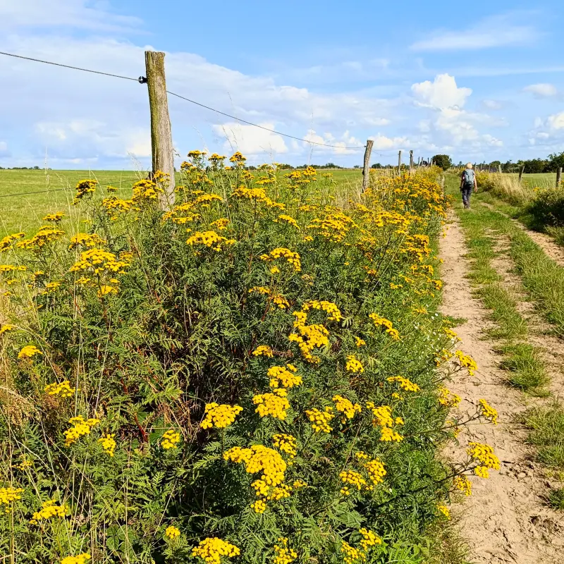 Feldweg mit Rainfarn