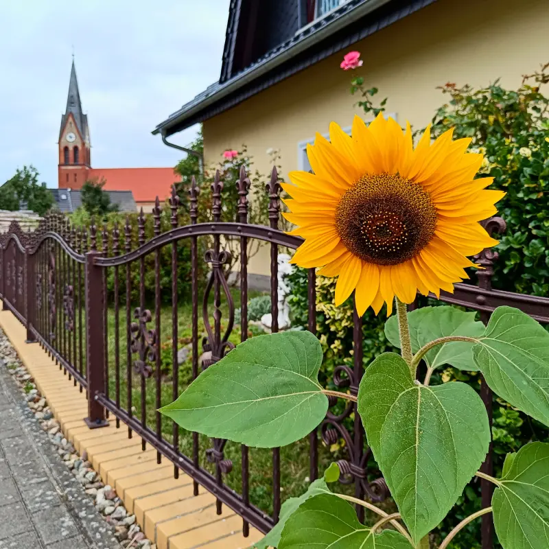 Sonnenblume in Hammelspring